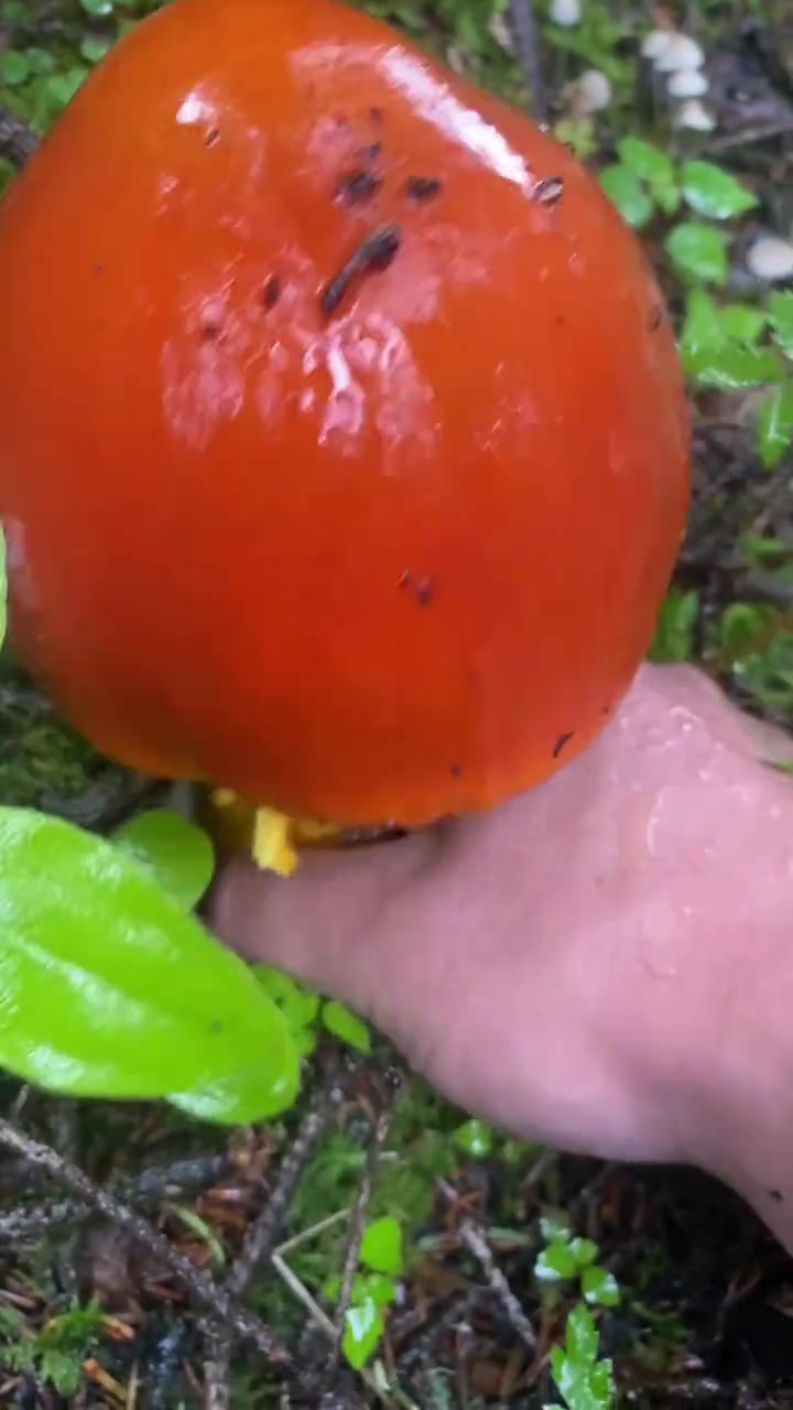 红伞伞白杆杆吃完一起躺板板