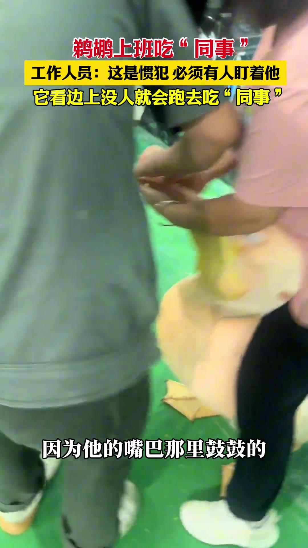 鹈鹕上班吃“同事”，工作人员：这是惯犯！