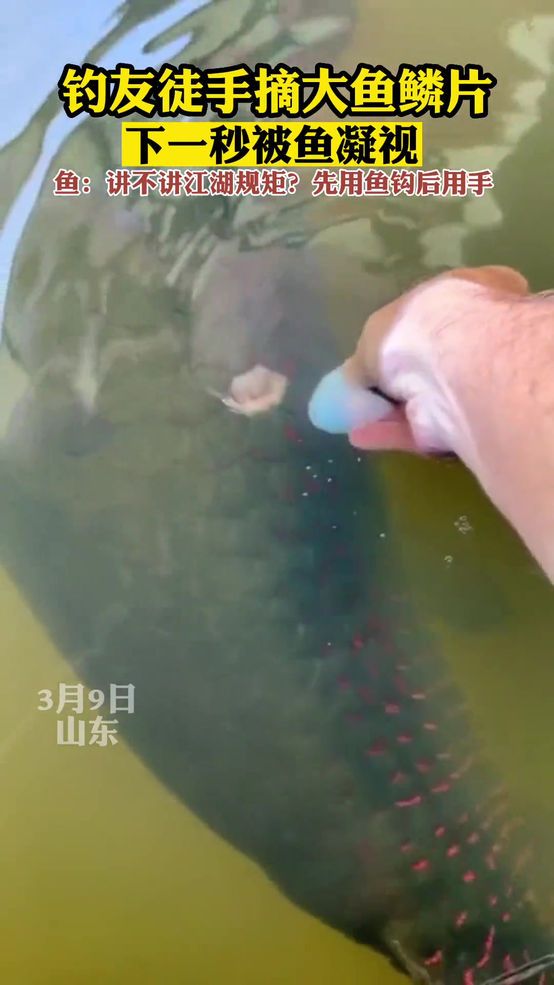 钓友徒手摘大鱼鳞片，下一秒被鱼凝视