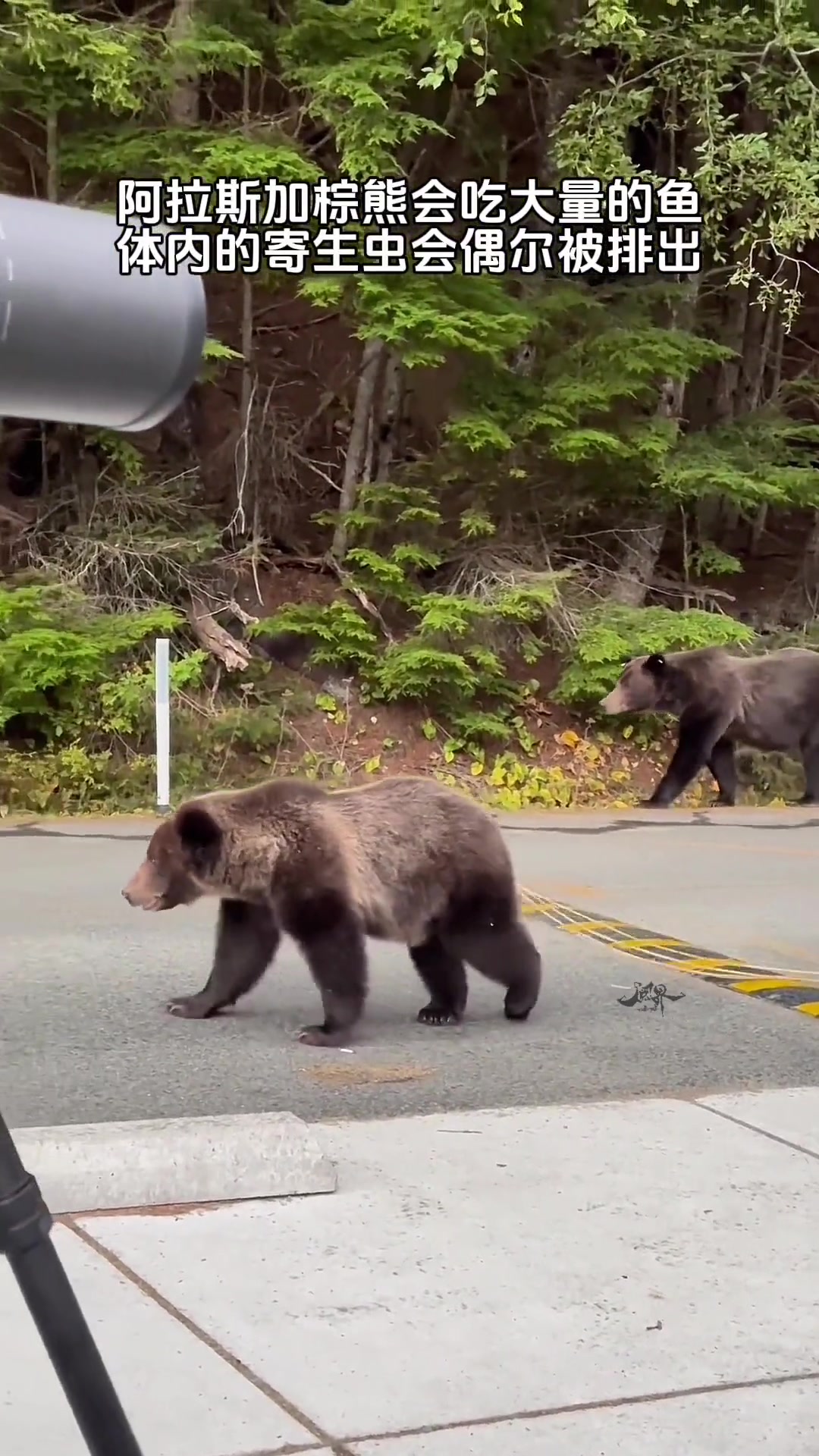 这体内排出的寄生虫也太长了吧！