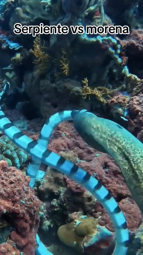 怎么你们蛇吻还带旋转吗