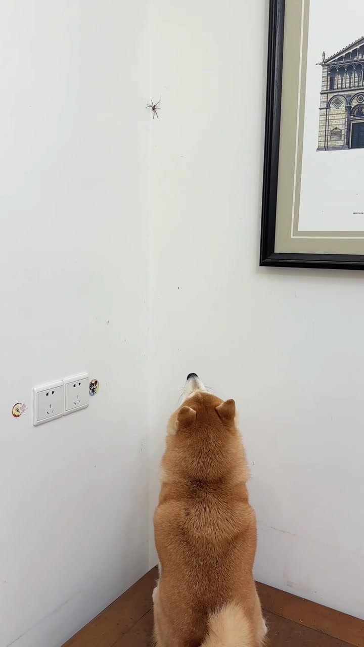 狗子抓蜘蛛，结果够不到