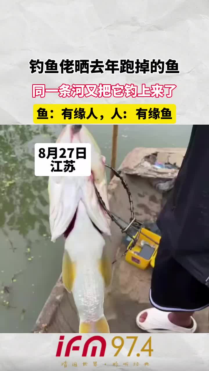钓鱼佬晒去年跑掉的鱼，同一条河又把它钓上来了！