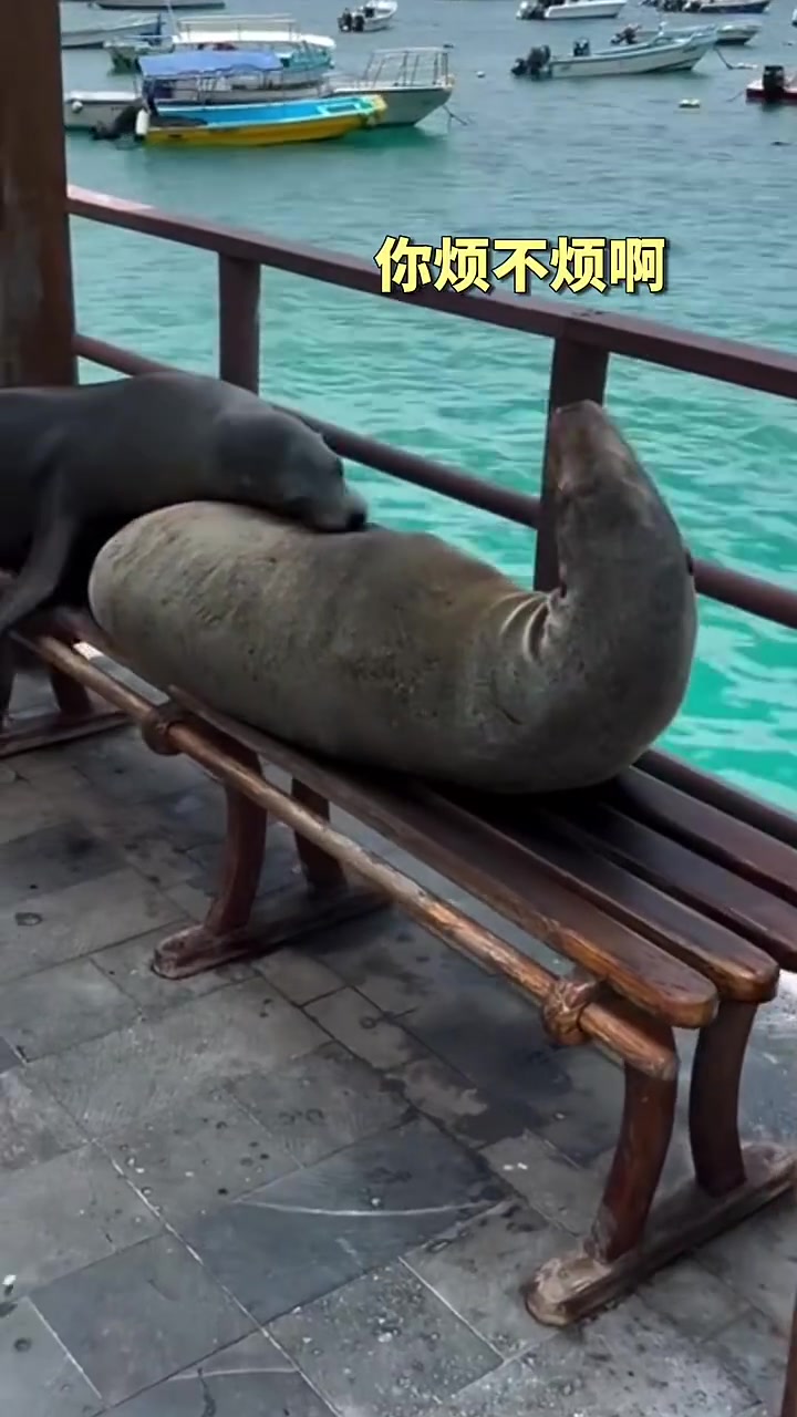 会享受！海狮长凳上午睡，不早点来都抢不到位置！