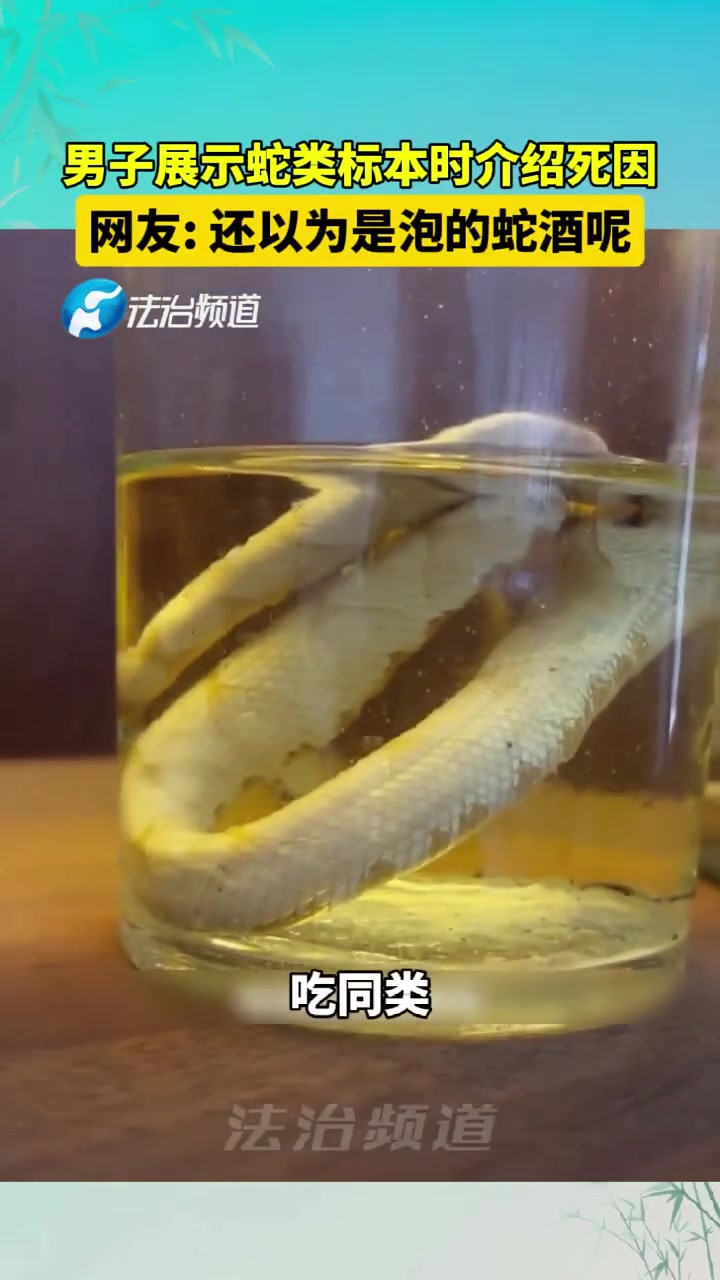 男子展示蛇类标本时介绍死因！网友：还以为是泡的蛇酒呢！