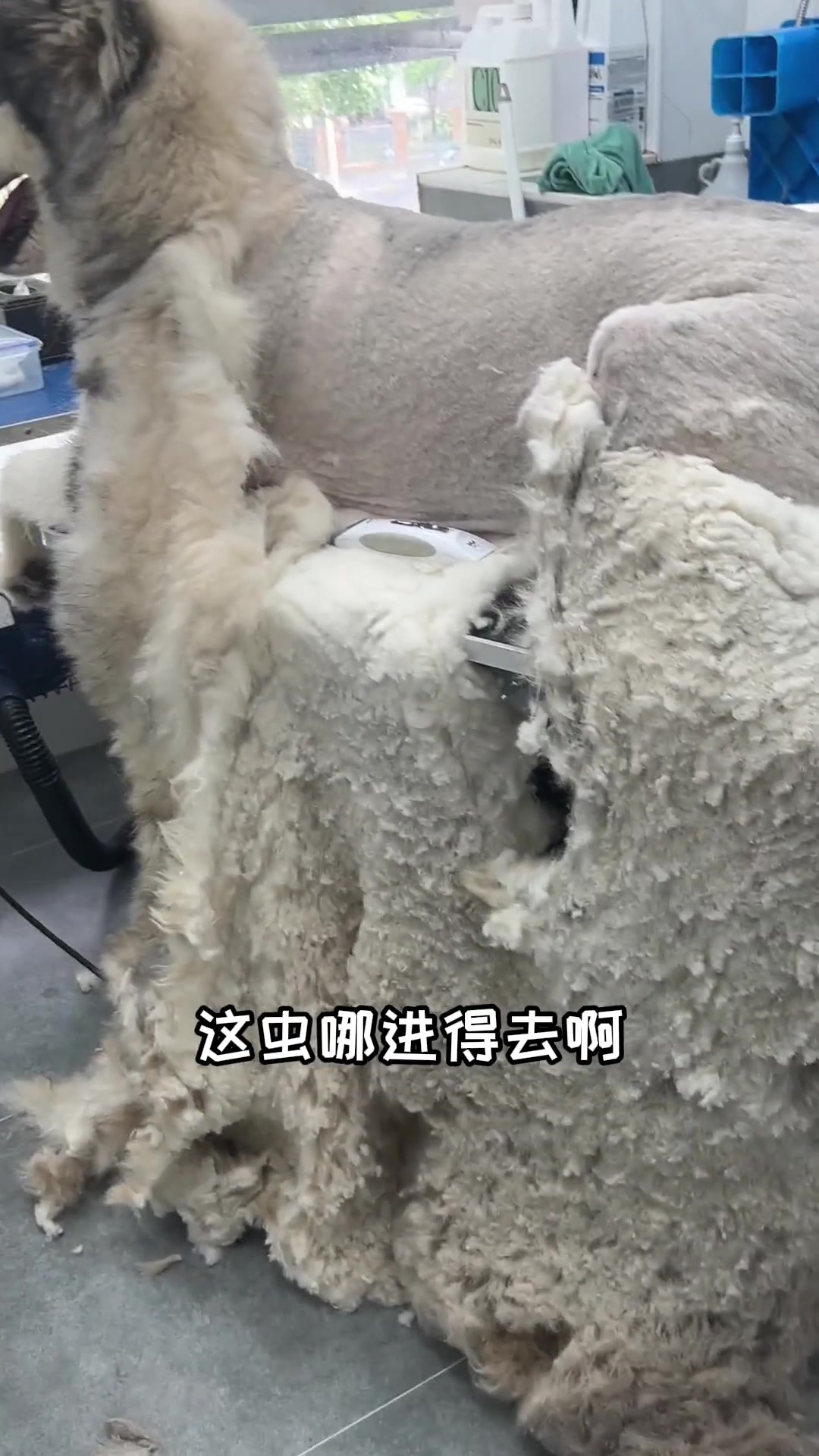 绵羊：听说我的饭碗被狗抢了