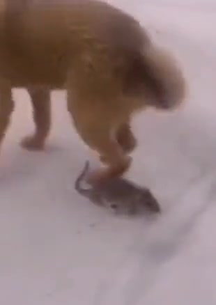 狗子：这真是个耗位置啊