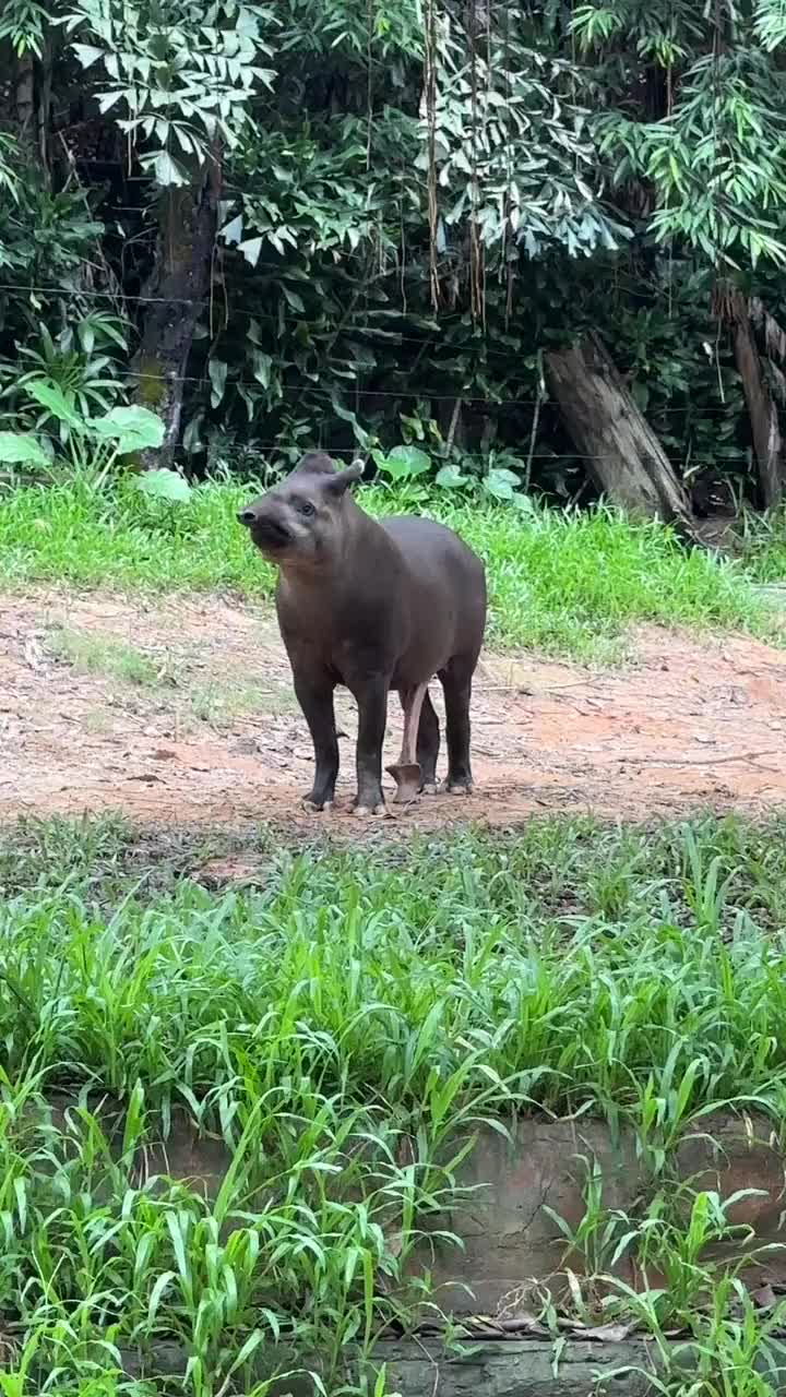 好家伙！这是什么动物啊真有五只脚啊