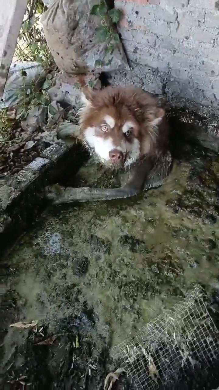 就让它永远留在它的食堂里吧