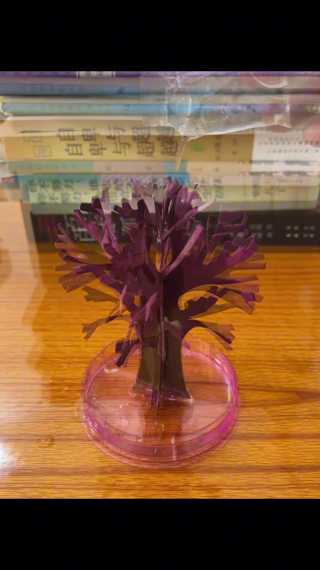 纸树开花，真的很神奇