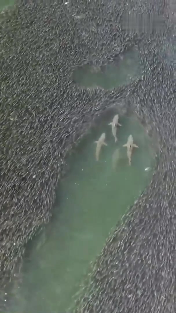 网友：威尼修斯，罗德里戈，姆巴佩和贝林厄姆组成的攻击线！