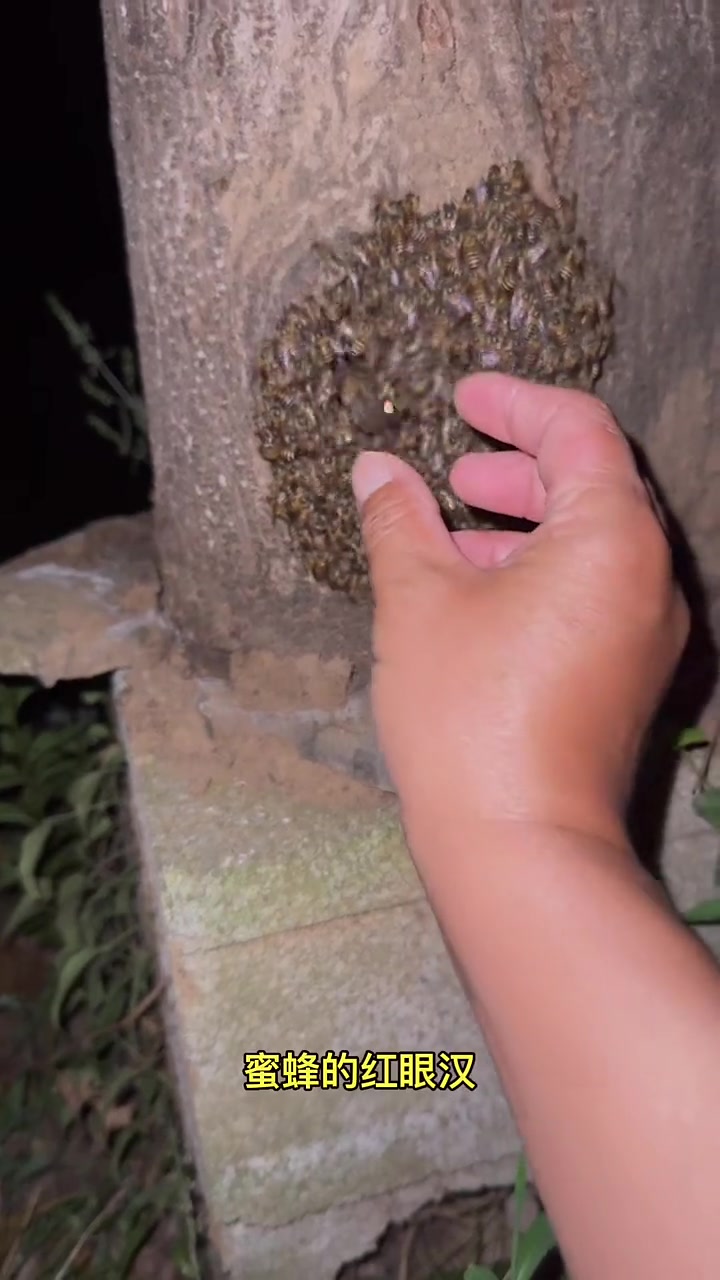 究极铁手！这扑棱蛾子以为碰到真佛祖了，被一手直接控住