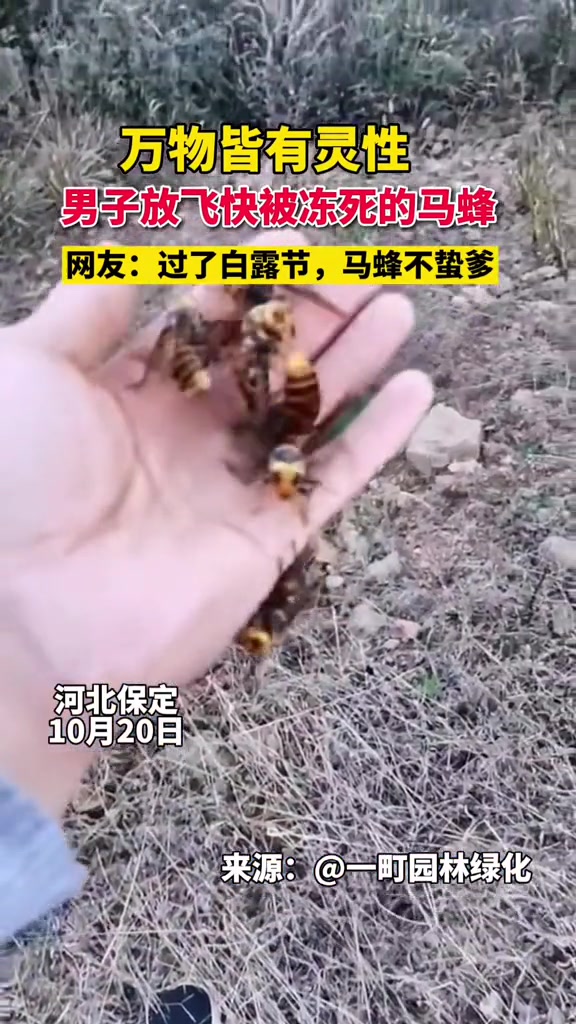 怎么评价男士夜晚救助了一群几乎要冻僵的...马蜂??