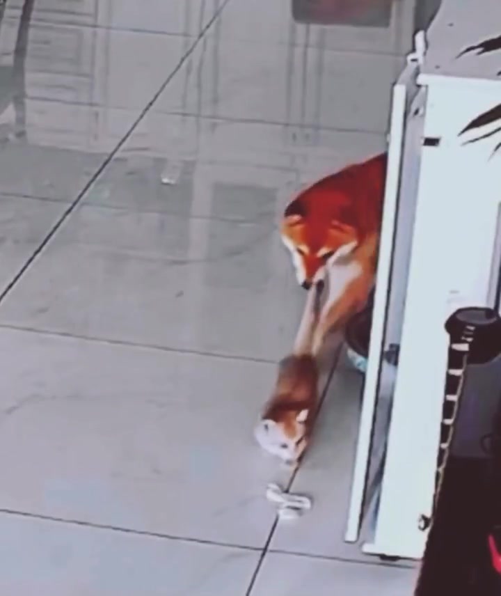 柴犬攻击性这么强吗这一下感觉都要被咬惨了