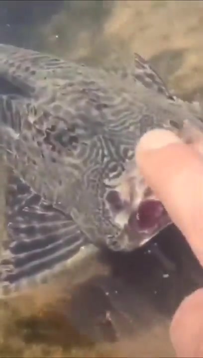 死灵法师鱼没了头后还是能够游泳这是什么原理