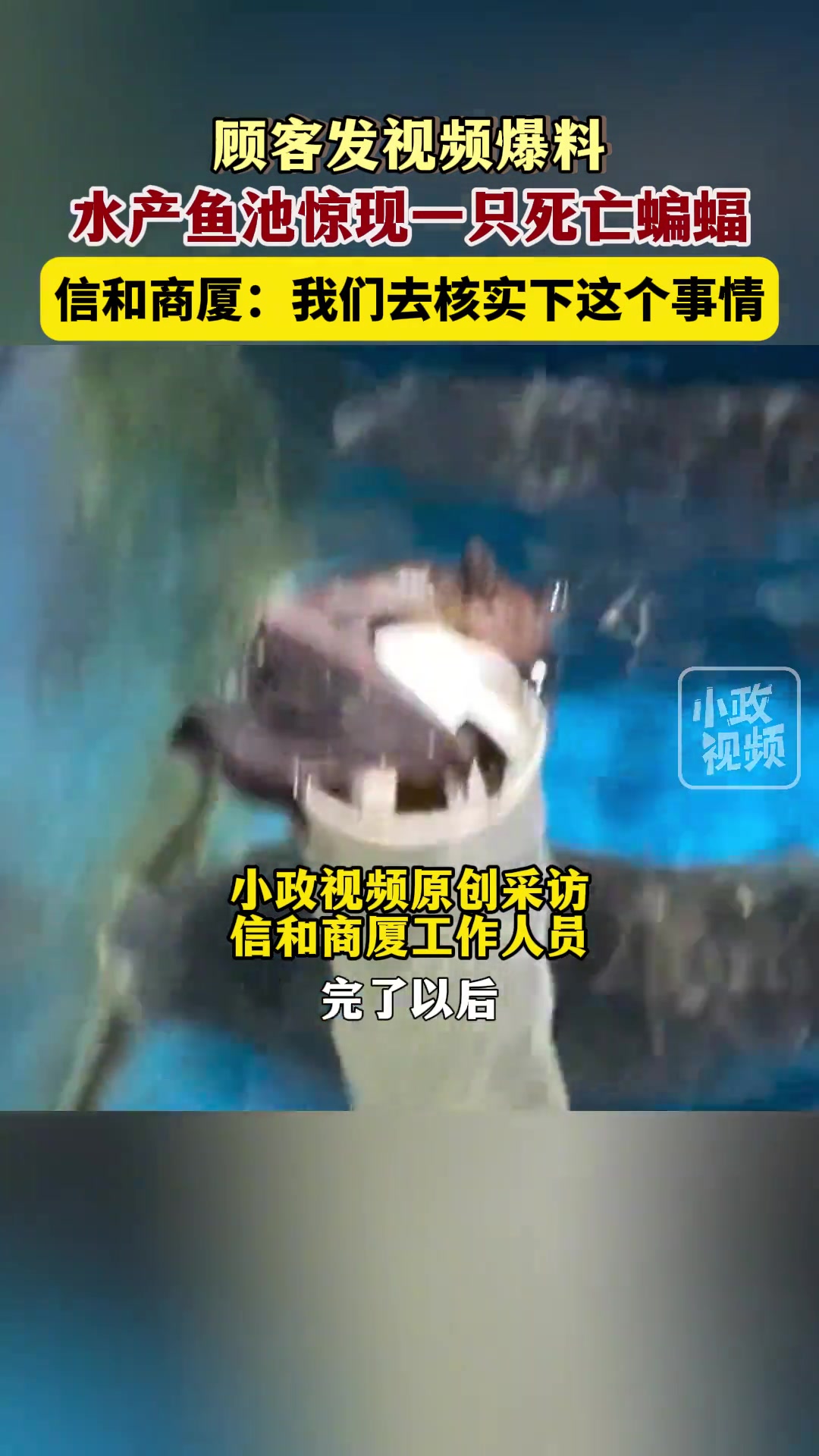 顾客发现水产鱼池溢水管上惊现一只死亡“蝙蝠”