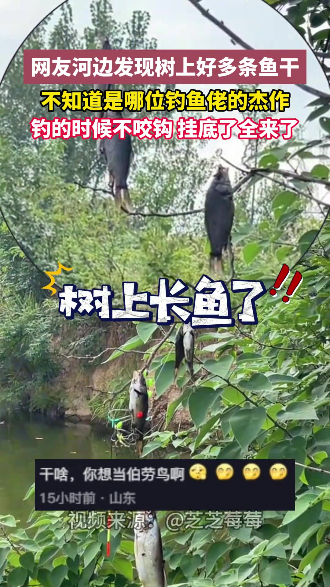 网友河边发现树上好多条鱼干不知道是哪位钓鱼佬的杰作