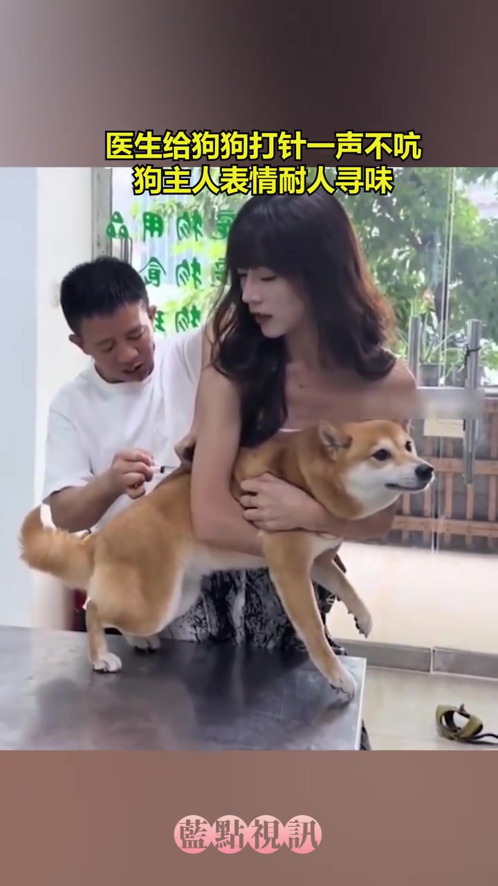 医生给狗打针，狗主人表情耐人寻味！狗：主人应该不是给你打针吧