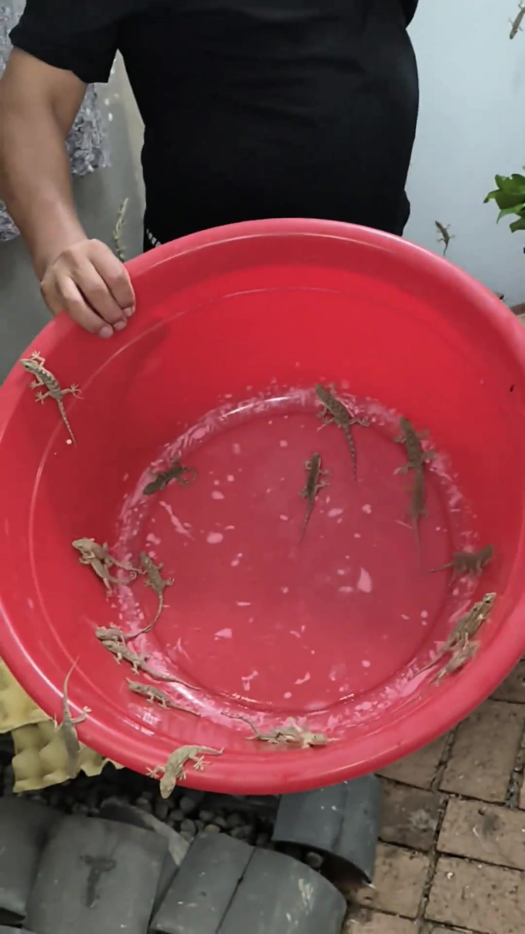 养这么多壁虎我看着浑身发毛害怕...