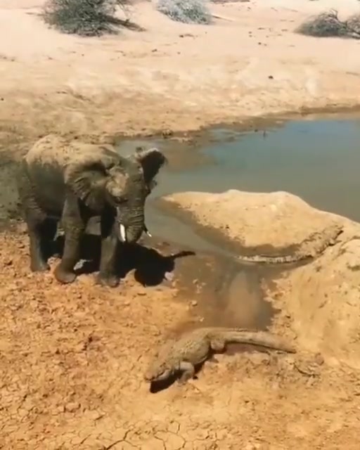 这大象啥意思啊在这“逗鱼”呢