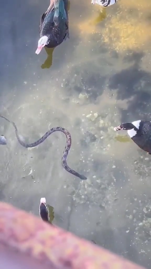 这玩意还有点脾气，看着被包围的架势可能是活不过今天了