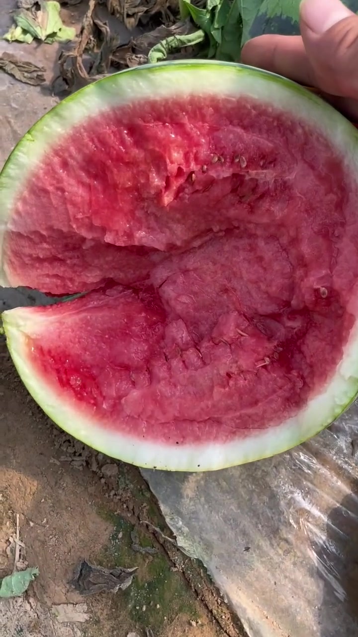 轻轻弹一下就会裂开的西瓜！