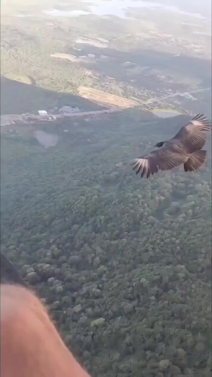 与鹰通行才知道它有多猛！这种高度都看的到地上的兔子啊