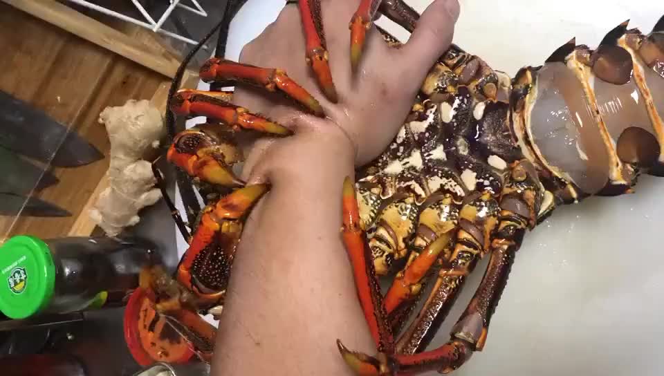 这和异形里的抱脸虫实在是太像了