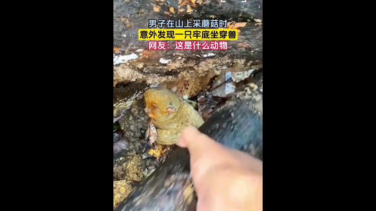 不懂就问这是啥动物啊