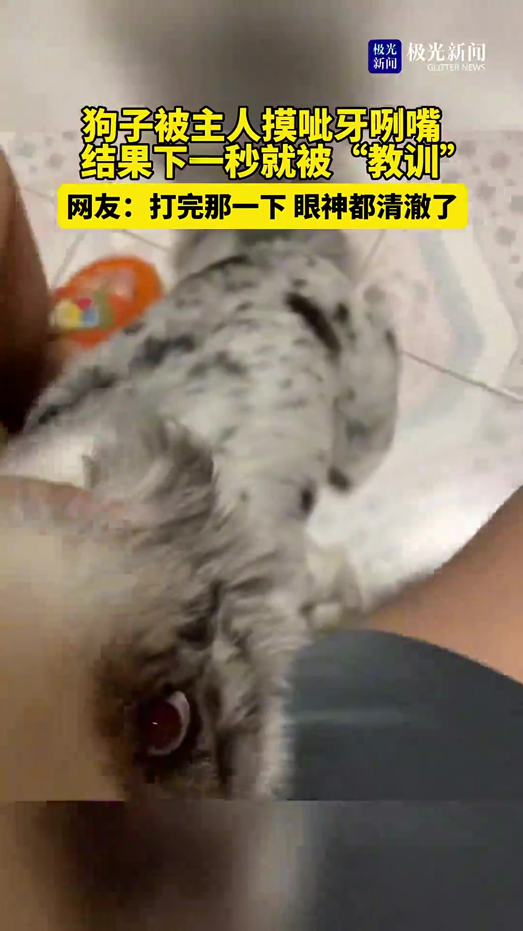 打完那一下，眼神都清澈了！狗子被主人摸呲牙咧嘴被掌嘴！