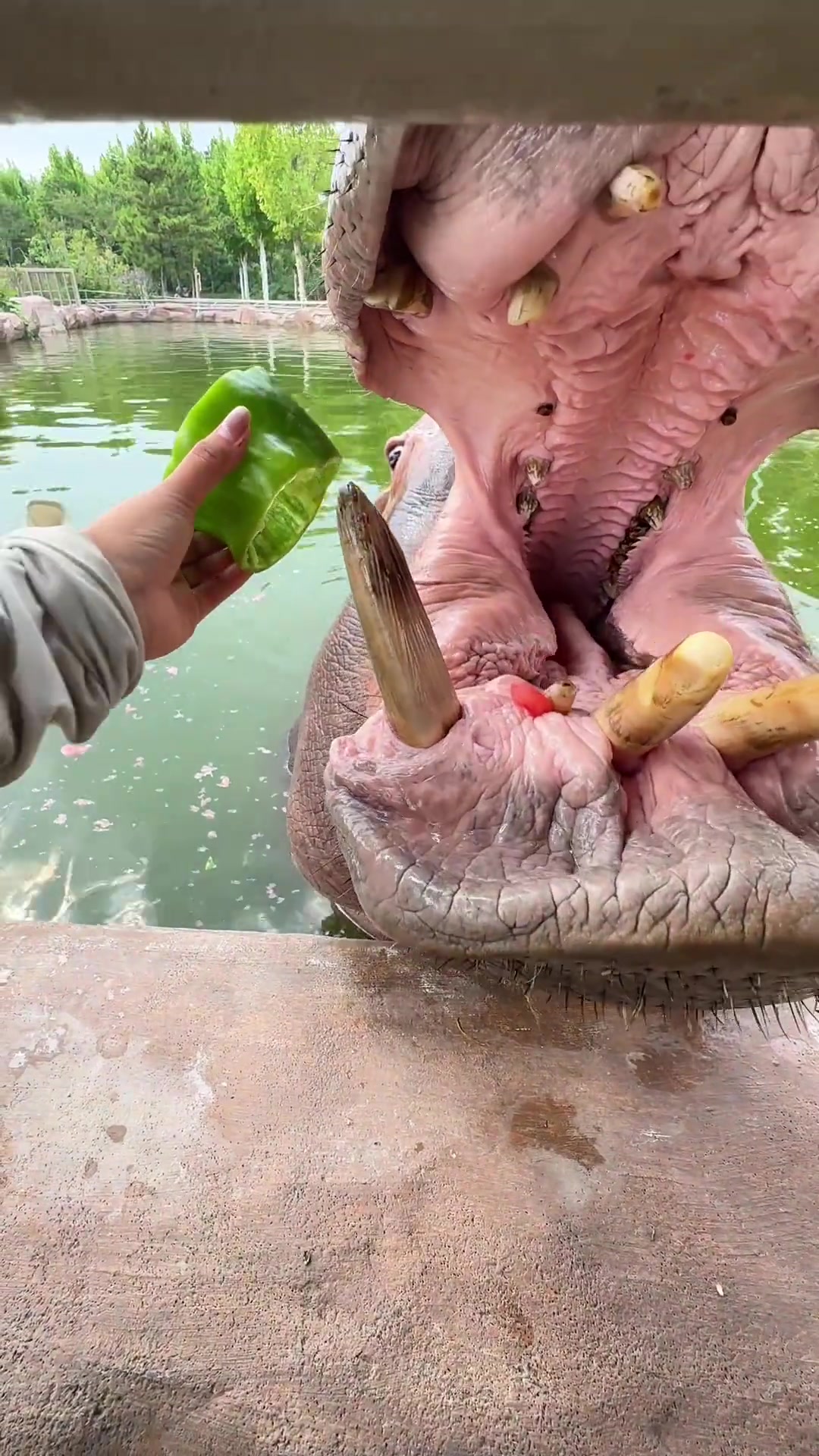河马：祝你天天喝水都塞牙！！
