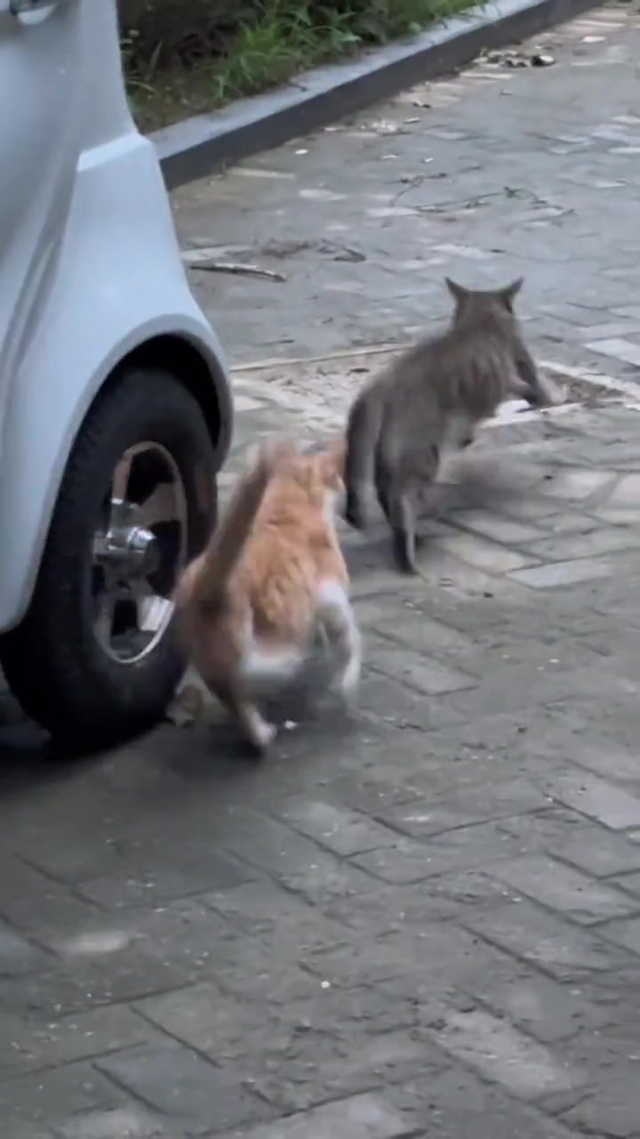 这就是传说中的三脚猫功夫把