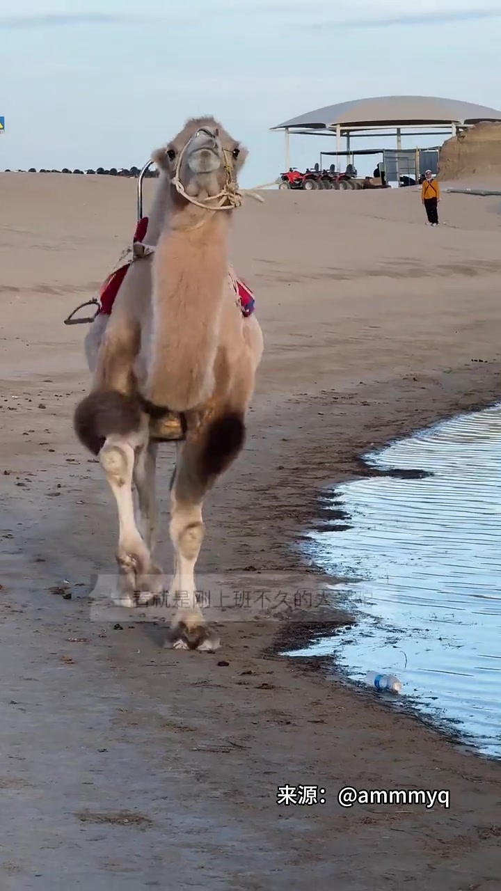 网友：此刻它连驼峰都是开心的！