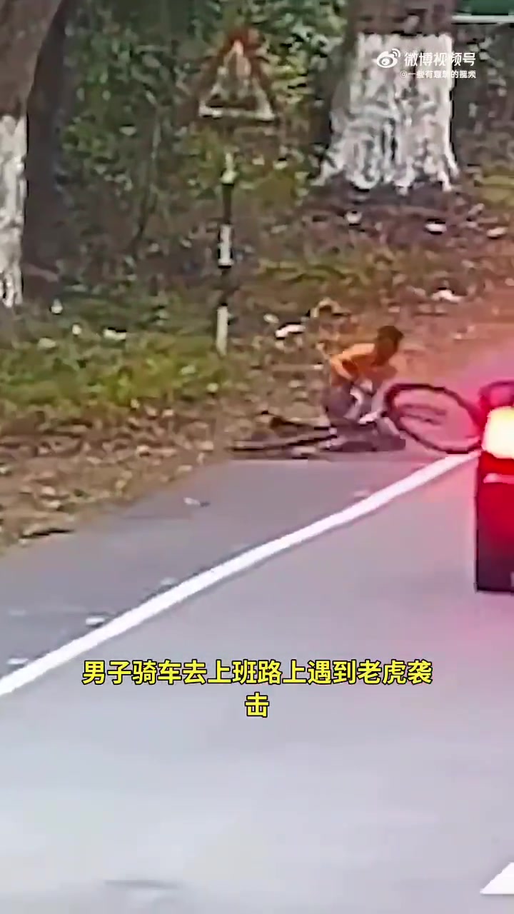 男子骑自行车被偷袭，受到惊吓后掉头就跑！这好像是豹子吧