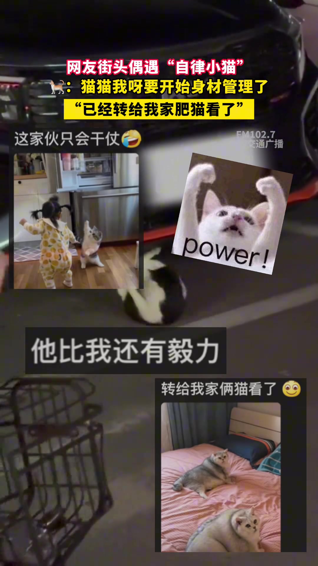 网友街头偶遇“自律小猫”猫咪：猫猫我呀要开始身材管理了