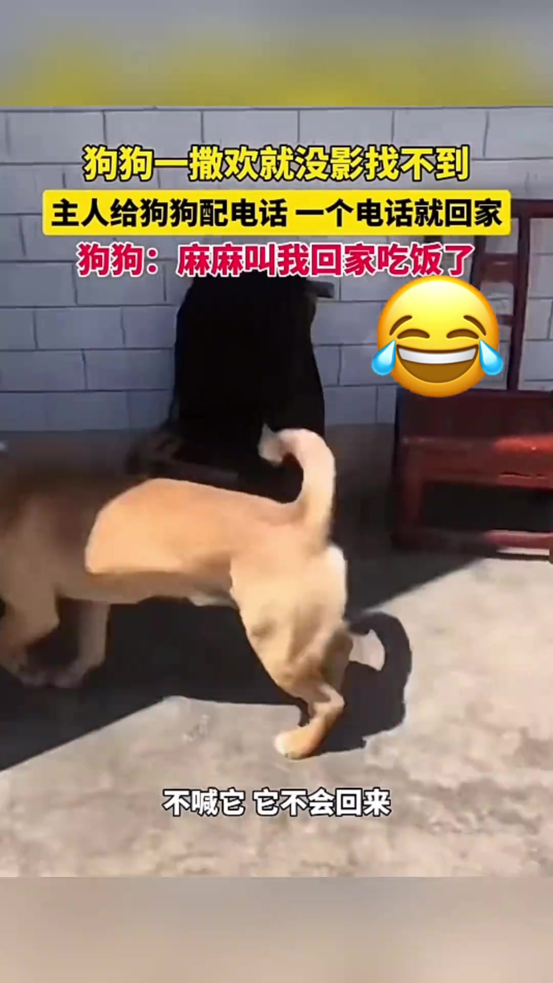 狗子出去玩也是知道接到电话要回家的！