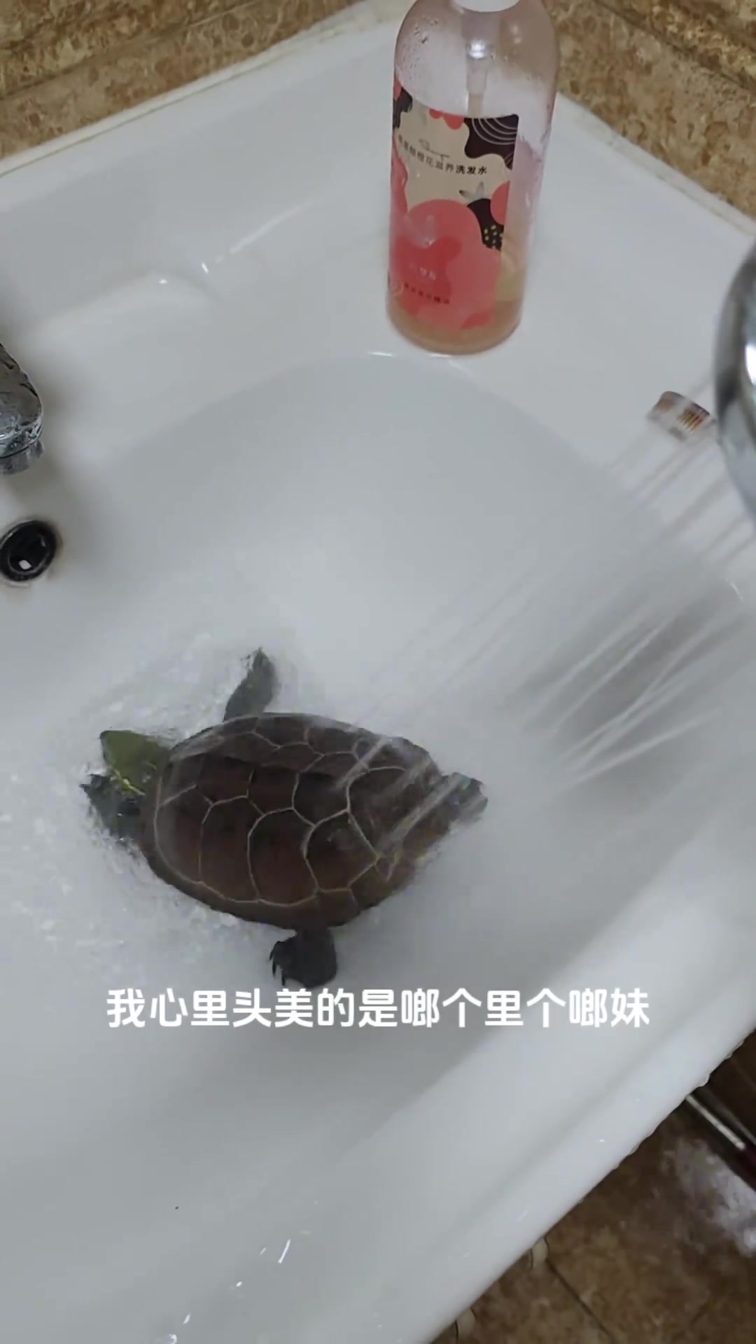 看不得它这么潇洒！快换成开水！