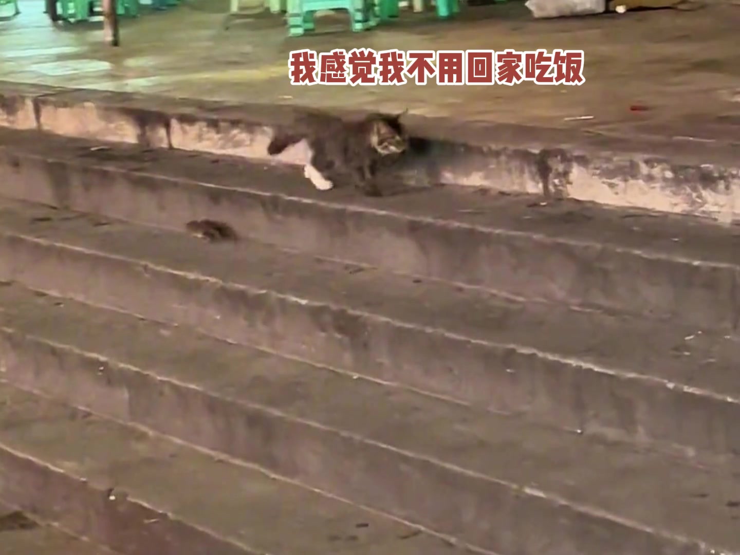 这配音绝了！猫咪：转角遇到爱吃的