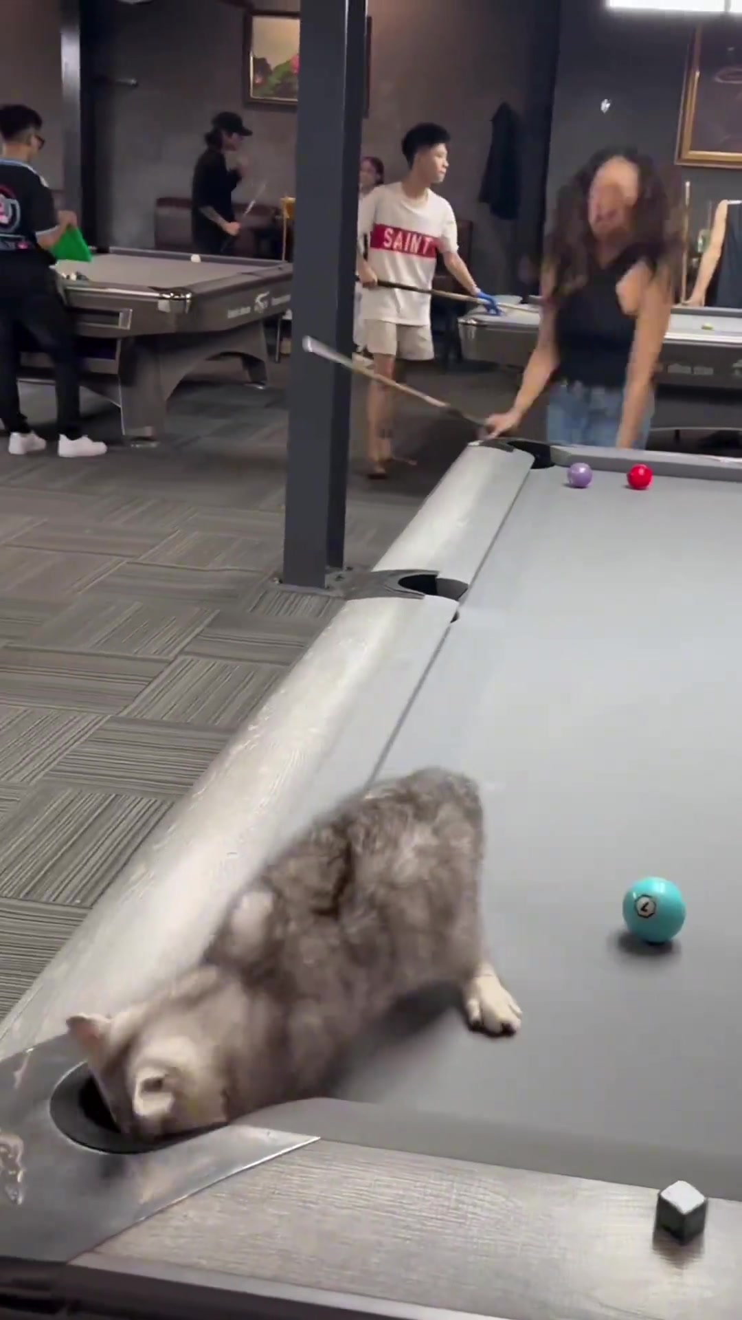 听说最近台球助教很火，看得猫都想转行了