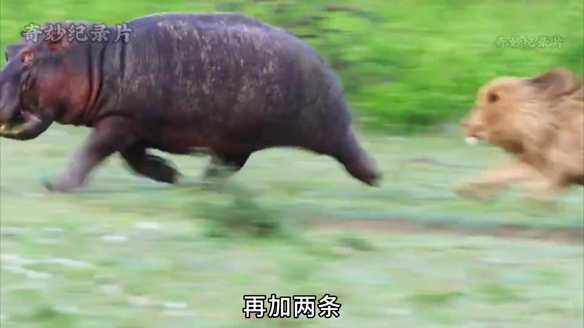 “无鳄不坐”的河马能吃能拉，被称为自然界的造粪机器