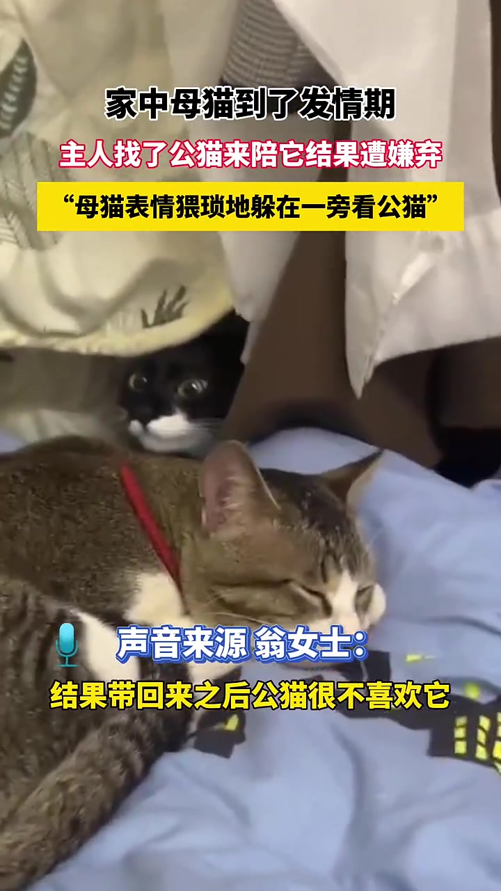 母猫到了发情期，主人带了只公猫回来陪它
