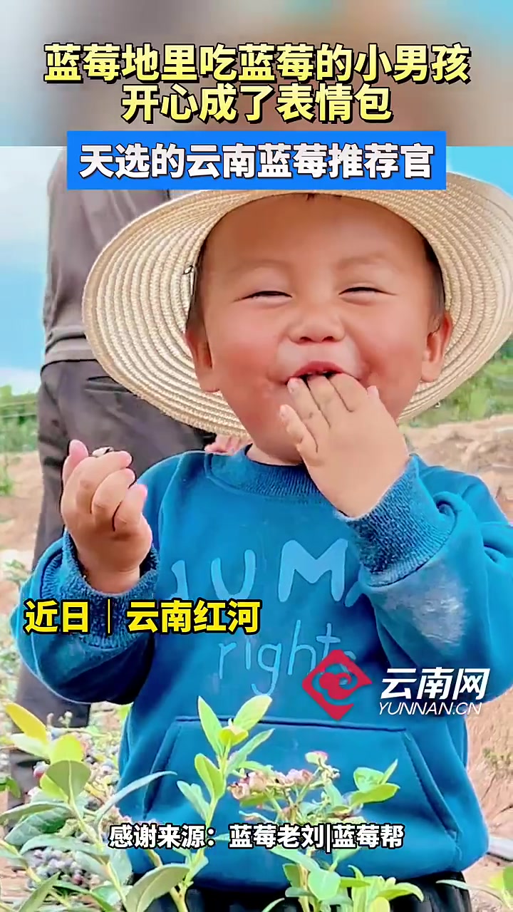 小男孩在蓝莓地里吃蓝莓，开心成表情包了