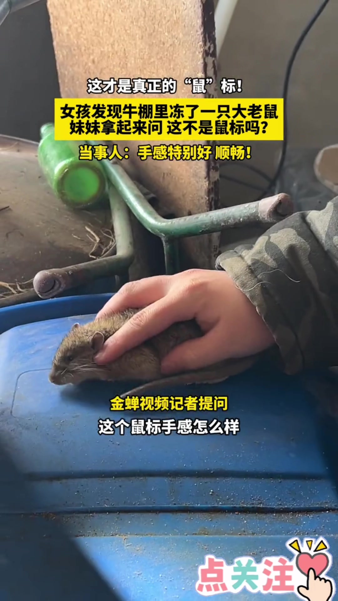 女生发现牛棚里冻死一只老鼠，妹妹拿起来就说这不是“鼠标”吗