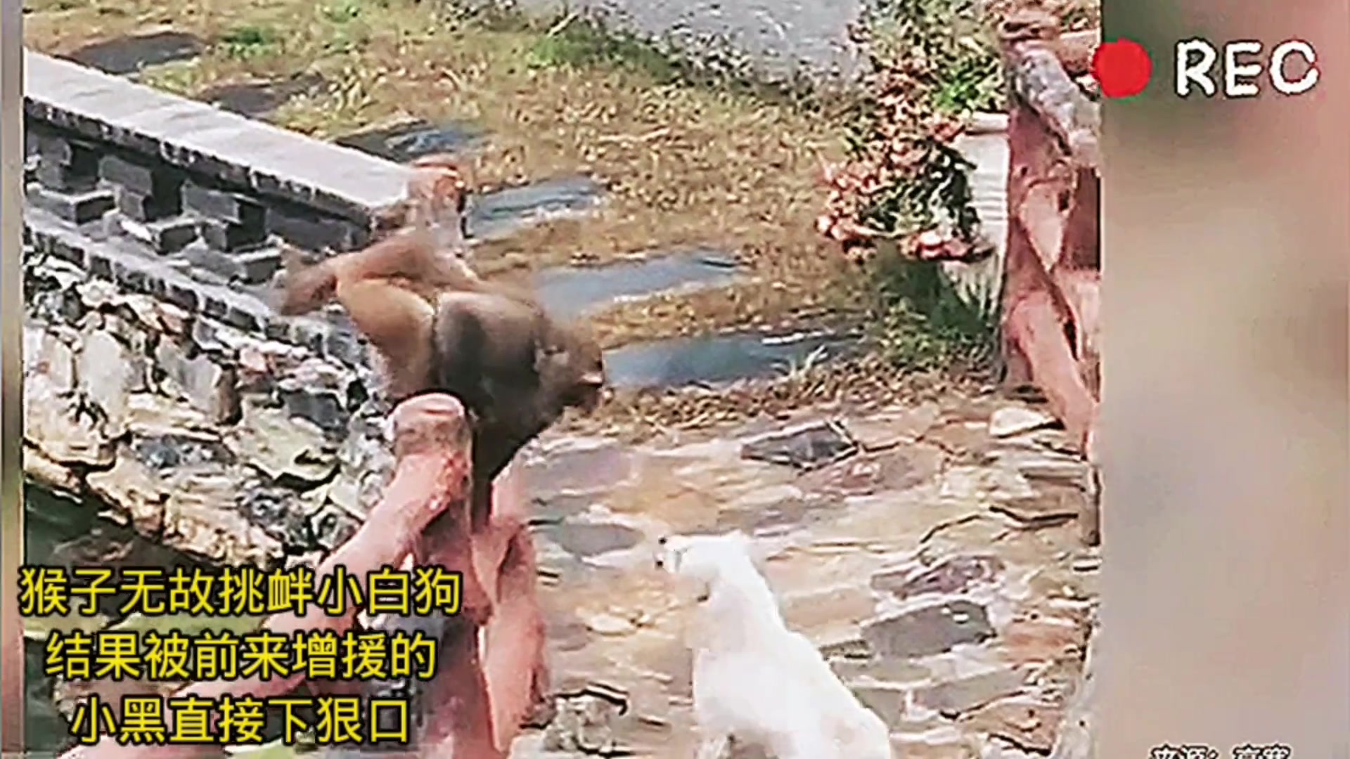 猴子无缘无故挑衅小白狗，结果被前来增援的小黑直接下狠口