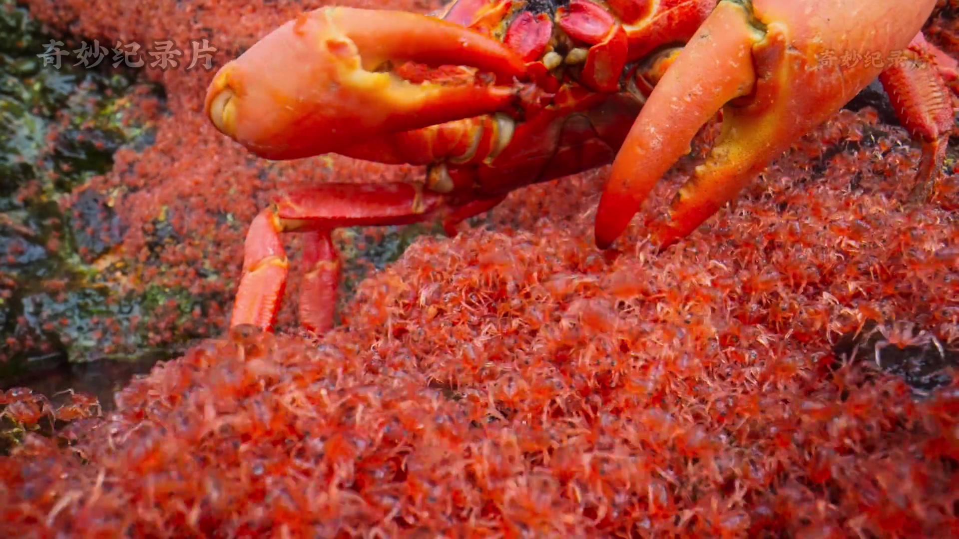 子欲养而亲不待，红蟹吃儿补补钙