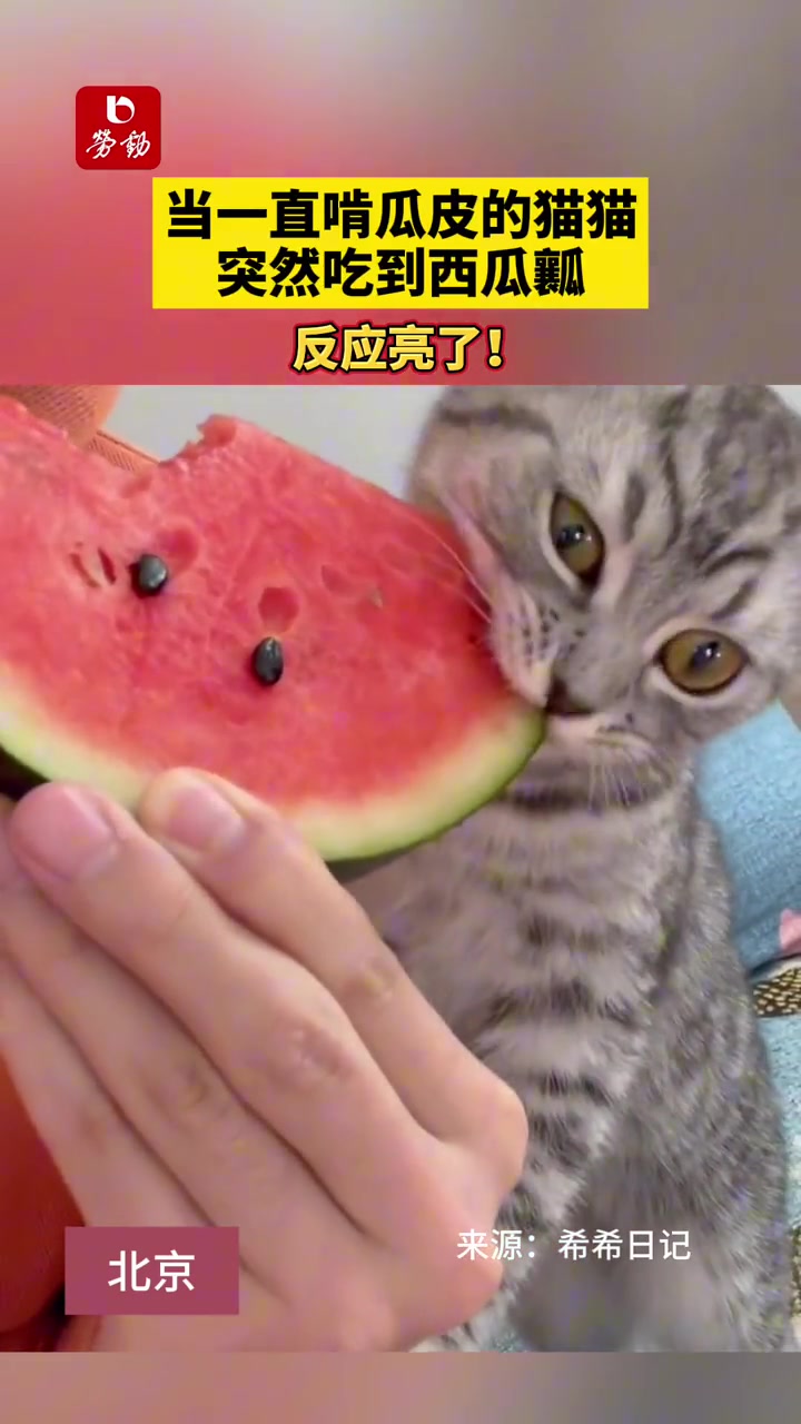 小猫：我以前过的都是什么苦日子