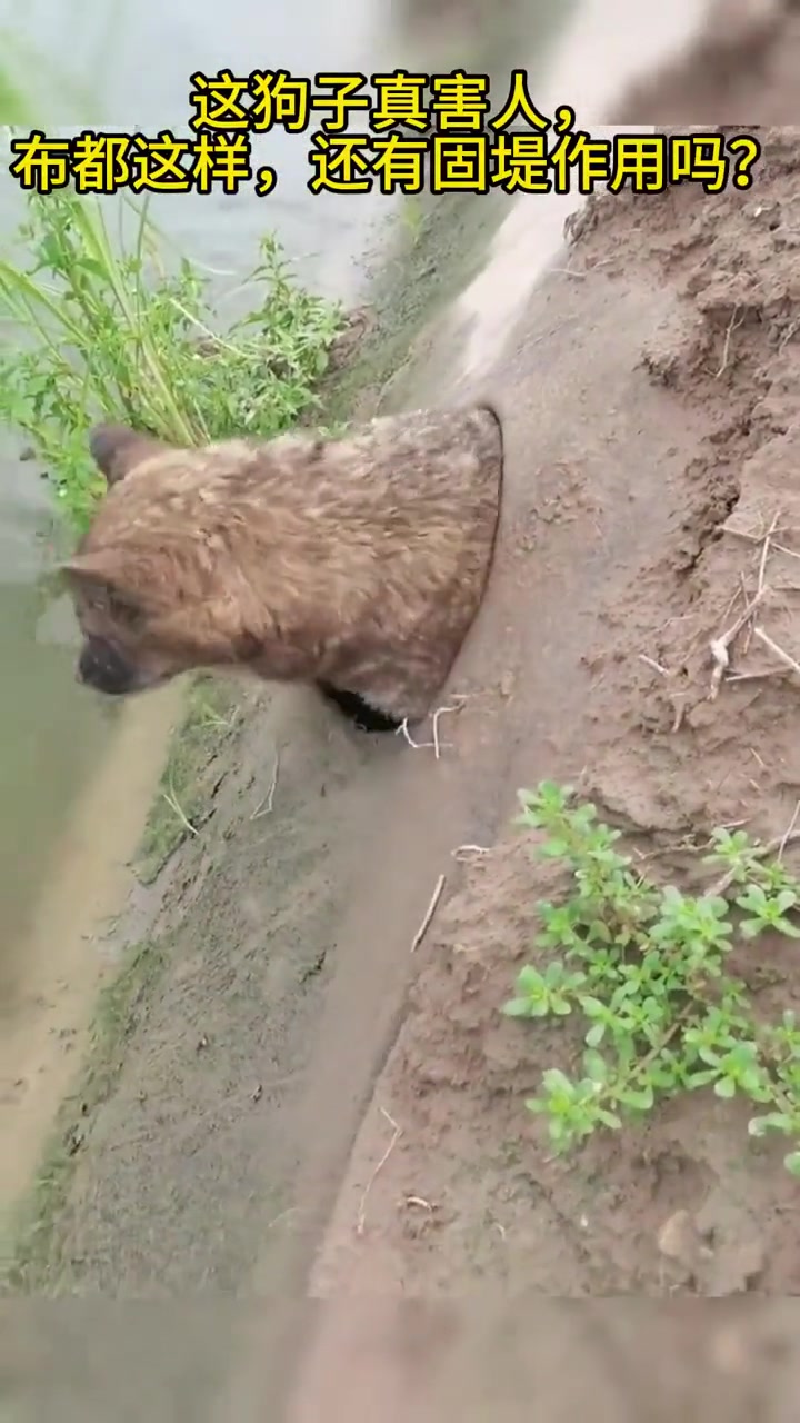 千里之堤，毁于狗窝