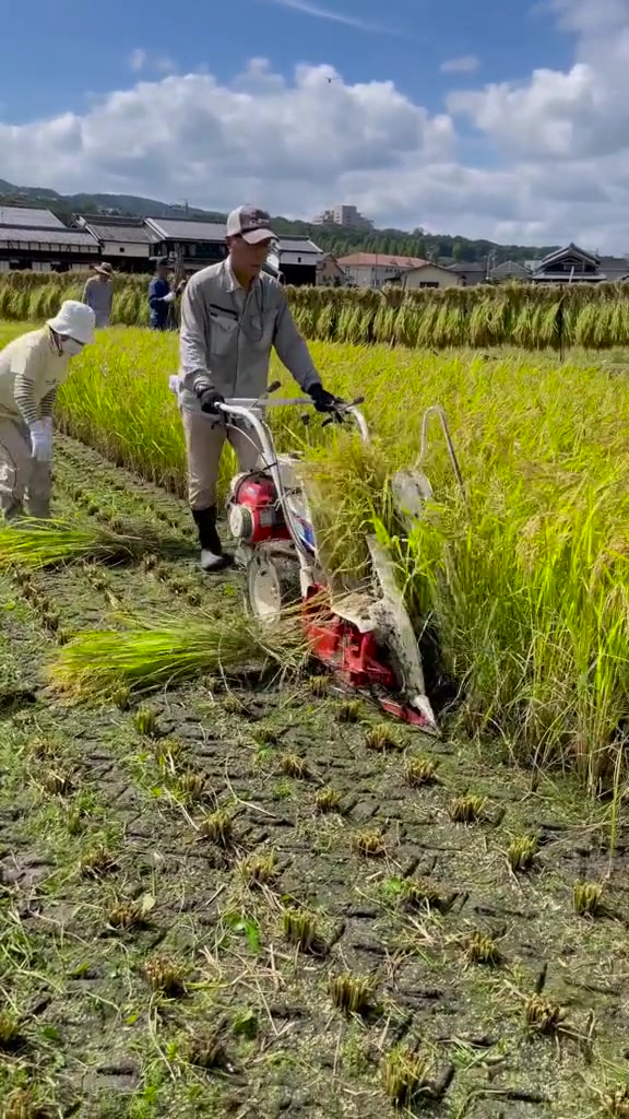种在水泥马路上是不是更好操作