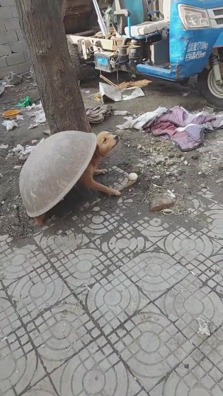 我见过鳄龟，狗龟还是第一次见