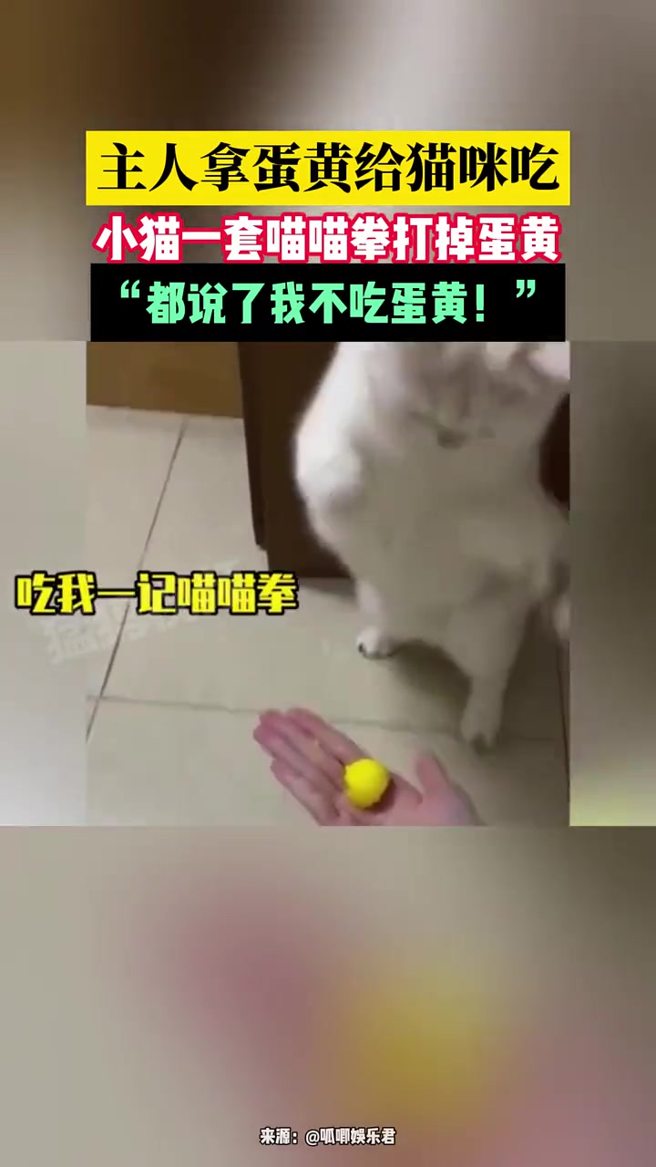 猫：看我蓄力洪拳！